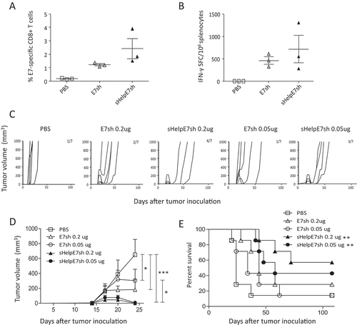 Figure 4. Inclusion of sigHelp on HPV-specific immunity and therapeutic effect by DREP-E7sh. C57BL/6 mice (n = 3 per group) were immunized i.d. followed by EP at a 20-day interval with 10 µg of DREP-E7sh or DREP-sHelpE7sh. The negative control from Figure 3 was also used within this experiment. Seven days after the boost mice were sacrificed and spleens were isolated for assessment of percentages of E7-specific CD8+ T cells and number of IFN-γ-producing cells with dextramer staining (A) and ELISpot analysis (B). For assessment of therapeutic effect, C57BL/6 mice (n = 7 per group) were inoculated s.c. with 2 × 104 TC-1 and mice were immunized i.d. followed by EP on days 7, 14 and 21. DREP was administered at a dose of 0.2 or 0.05 ug. Tumors were palped twice a week for 108 days. The individual growth curves for each corresponding group is depicted in (C) and the average tumor sizes and standard error of the mean per group is shown in (D) until day 28. The group size and number of mice that are still alive at day 108 are indicated in the numbers in each panel. The survival percentages are depicted in (E). *P < 0.05; **P < 0.01; ***P < 0.001.