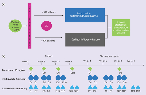 Figure 3. Study design and dosing schedule.† Carfilozomib 20 mg/m2 day 1–2, then 56 mg/m2 all additional days.RRMM: Relapsed/refractory multiple myeloma.