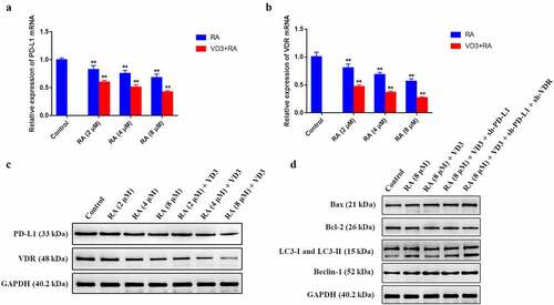 Figure 5. The effect of RA and RA combined with 100 nM/L VD3 on PD-L1 and VDR in HeLa cells. HeLa cells treated with various doses of RA (2, 4 and 8 μM/L) and RA with the addition of 100 nM/L VD3 for 48 h. (a, b) Relative mRNA levels of PD-L1 and VDR in HeLa cells were detected by qRT-PCR. Data was presented as mean ± SD of three independent experiments. ** P < 0.01 versus the control groups (0 μM/L RA and 0 μM/L VD3). (c) The protein alterations of PD-L1 and VDR were examined by Western blotting. (C) The Western blotting analysis showed the alterations of Bax, Bcl-2, LC3 and Beclin-1 proteins in HeLa cells treated with RA alone, RA combined with 100 nM/L VD3 or RA combined with 100 nM/L VD3 under transfection with sh-PD-L1 and sh-VDR plasmids. RA: Raddeanin A; RA+VD3: Raddeanin A combined with 100 nM/L VD3.