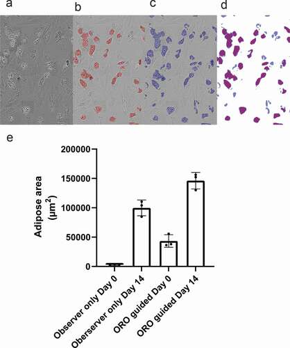 Figure 2. Adipose area mask results. (a) Phase-contrast image of adipocytes without masks. (b) Mask 1 – annotation of adipose areas by human observations alone. (c) Mask 2 annotation of by comparison to bright field images of ORO-stained areas found in the same 96-well after staining. (d) Overlay of Mask 1 and Mask 2, showing additional areas detected when using Mask 2. (e) Quantification of adipose area detected by Mask 1 and Mask 2 at day 0 and day 14 of differentiation. The data represents three donors. A significant difference between the means of Mask 1 and Mask 2 for both day 0 (p < 0.05) and day 14 (p < 0.05) was observed