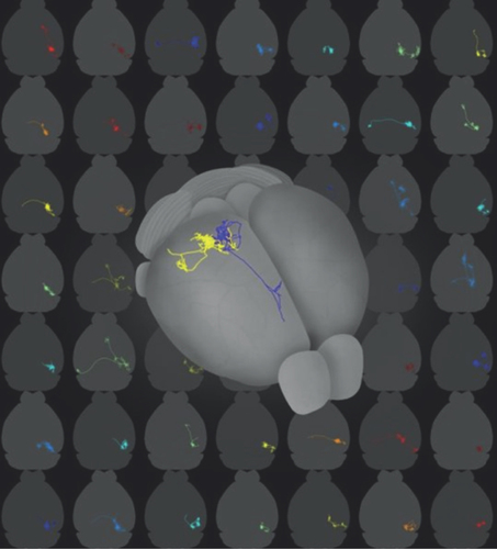 Figure 2.  The diversity of single-cell projections from mouse visual cortex revealed by fluorescence-based tracing.Each panel in the background shows the traced axon of a single neuron from the upper layers of primary visual cortex. The gray outlines are the brain borders. The foreground brain contains two traced cells overlaid in different colors.Credit: Sainsbury Wellcome Centre.