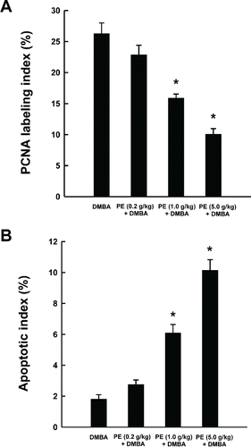 Figure 3. Quantitative analysis of mammary tumor cell proliferation and apoptosis during 7,12-dimethylbenz(a)anthracene (DMBA)-induced mammary carcinogenesis in rats in the presence or absence of pomegranate emulsion (PE). Effects of PE on intra-tumor PCNA LI as determined by immunohistochemistry (A) and apoptotic index (AI) as measured by DNA fragmentation assay (B). The labeling index (LI) or AI was expressed as the number of immunopositive cells 100×/total number of tumor cells analyzed. Results are expressed as mean ± SEM (n = 4). *P < 0.001 compared with DMBA control.