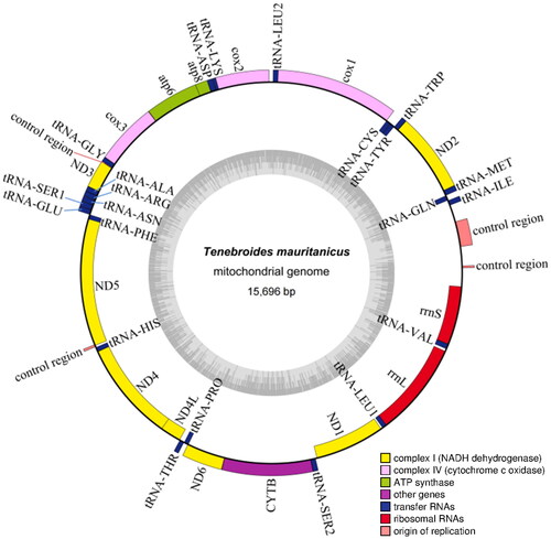 Figure 2. The circular mitogenome map of Tenebroides mauritanicus.