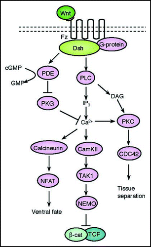 Figure 3 A schematic representation of the Wnt/Ca2+ signal transduction cascade. Wnt signaling via Fz mediates activation of Dsh via activation of G-proteins. Dishevelled activates the phosphodiesterase PDE which inhibits PKG and in turn inhibits Ca2+ release. Dsh through PLC activates IP3, which leads to release of intracellular Ca2+, which in turn activates CamK11 and calcineurin. Calcineurin activate NF-AT to regulate ventral cell fates. CamK11 activates TAK and NLK, which inhibit β-catenin/TCF function to negatively regulate dorsal axis formation. DAG through PKC activates CDC42 to mediate tissue separation and cell movements during gastrulation.