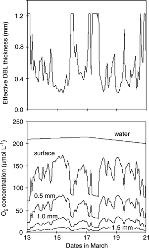 Figure 8.  The estimated DBL thickness in central Aarhus Bay during mid-March (upper panel). Periods with constant high values are caused by a truncation of DBL thicknesses above 1230 µm which were considered to be unrealistic. The lower panel shows the O2 concentration in the bottom water, at the sediment surface, and 0.5, 1.0, 1.5 mm below the sediment surface as derived from the mathematical model – see text (redrawn from Glud et al. Citation2007).