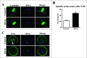 Figure 4. Effects of SKAP2 RNAi on spindle migration in mouse oocytes. (A) Spindle localization in mouse oocytes. In the control group, the spindles in most oocytes migrated to the cortex, whereas in the SKAP2 siRNA-injected group, they remained at the center of the cytoplasm. Green: α-tubulin; blue: chromatin. Bar = 20 μm. (B) Percentage of oocytes with spindles at the center in the SKAP2 siRNA-injected group was higher than in the control. *Significantly different (P < 0.05). (C) Cortical granule-free domain formation after SKAP2 siRNA injection in mouse oocytes. In the control group, cortical granules were absent at the cortex near the chromosomes at the MI stage. Cortical granules were distributed consistently across the entire cortex in the SKAP2 siRNA-injected group. Green: cortical granules; blue: chromatin. Bar = 20 μm.