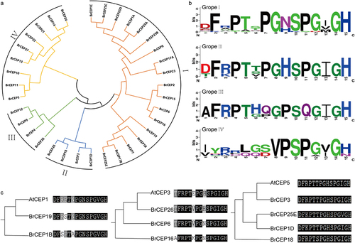 Figure 3. The BrCEP proteins are classified into four subgroups. (a) The phylogenetic tree of BrCEP proteins baesd on the CEP motifs. (b) WebLogo representation of CEP motifs in each subgroups. (c) Comparative alignment of the AtCEP and BrCEP proteins with identical or nearly identical CEP motifs. Each clade contains a known function of the AtCEP protein and their closest BrCEP protein derived from the phylogenetic analysis of all AtCEP and BrCEP CEP motifs (Fig. S3).