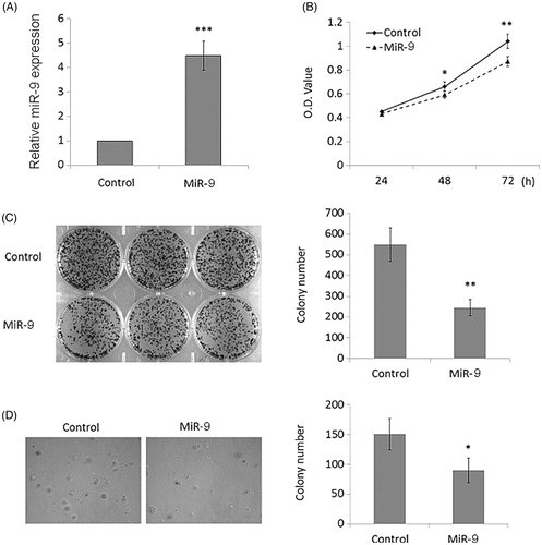 Figure 2. MiR-9 inhibits OSCC cell growth. (A) Restoration of MiR-9 expression in Tca8113 cells was evidenced by RT-qPCR. SnRNA U6 was used as a normalized control. ***p < .001. (B) MiR-9 significantly inhibited cell proliferation in Tca8113 cells. *p < .05; **p < .01. The effect of miR-9 on cell growth was further confirmed by colony formation (C) and anchorage independent growth assays (D). Left panel showed the representative image of colony formation in Tca8113 cells transfected with miR-9 mimics and miRNA control. Quantitative analysis of colony numbers is shown in the right panel. Details are described in the “Materials and methods”. Data are presented as mean ± SD of values from three different assays. *p < .05; **p < .01.
