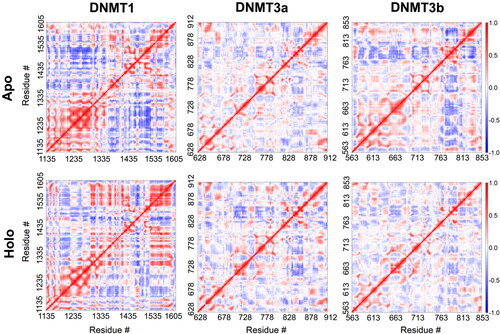 Figure 5. Altered structural dynamics of DNMTs upon ligand binding. Plots showing dynamic cross correlation of Cα atoms in the apo (upper panel) and the holo (lower panel) DNMT1 (left panel), DNMT3a (middle panel), and DNMT3b (right panel) obtained from MD simulations.