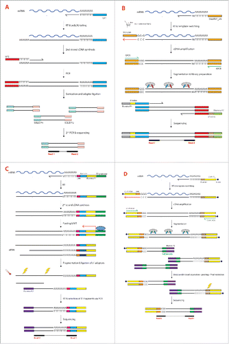 Figure 1. (see previous page) (A)Tang method. Polyadenylated mRNA is reverse transcribed from an oligo-dT primer carrying the Universal Primer 1 (UP1) sequence at its 5´-end. After RT a poly(A) tail is added to the 3´-end of the first strand cDNA by using a terminal deoxynucleotidyl transferase. The second cDNA strand is synthesized by using a complementary poly(T) primer carrying the Universal Primer 2 (UP2) sequence at its 5´-end. Double-stranded cDNA is then amplified via PCR using complementary primers to the UP1 and UP2 sequences. After shearing and adaptor ligation the fragments undergo a second PCR that allows the introduction of SOLiD-compatible sequences (SOLiD P1 and SOLiD P2). (B) Smart-seq2. Polyadenylated mRNA is reverse transcribed from an oligo-dT primer (SMARTdT30VN). When the reverse transcriptase reaches the end of the RNA template, 2–5 cytosines are added to the newly synthesized cDNA (3 in the figure). The reaction mix also contains a TS oligonucleotide (TSO-LNA) carrying 2 riboguanosines (rG) and a LNA-modified guanosine (+G) at its 3´-end. After annealing of the 3 terminal nucleotides of the LNA-TSO with the 3 cytosines, the reverse transcriptase synthesizes a cDNA strand using the LNA-TSO as template (red arrow). The cDNA is then amplified via PCR using only one primer (ISPCR), since both the SMARTdT30VN and LNA-TSO oligonucleotides share the same sequence at their 5´-end (here in orange). The amplified cDNA is then fragmented by tagmentation using the Tn5 transposase. Simultaneously, the Tn5 ligates different 5′ and 3′ primers to the fragments (red and blue sequences). Another round of PCR introduces Illumina-compatible sequences (Illumina P5 and P7) as well as index sequences (i5 and i7 indices) to allow sample multiplexing. (C) CEL-seq. Polyadenylated mRNA is reverse transcribed from an oligo-dT primer containing the T7 promoter, the Illumina P1 adaptor and a cell barcode. In MARS-seq and CEL-seq2 the sequencing primer also accommodates a UMI downstream of the cell barcode. After RT and second-strand synthesis the cDNA from all the cells is pooled and amplified by IVT from the T7 promoter to generate aRNA. The Illumina P2 adaptor is ligated after heat fragmentation, followed by generation of double-stranded DNA and sequencing of the 3´-terminal fragments. (D) STRT/C1. Polyadenylated mRNA is reverse transcribed from a biotinylated oligo-dT primer (C1-P1-T31) containing the Illumina P1 adaptor (here in yellow) and a PvuI restriction site. The TS reaction occurs in a similar way as for Smart-seq2 but the TSO used in STRT/C1 is different. The TSO is biotinylated and contains the Illumina P1 adaptor, a UMI and 3 riboguanosines at the 3´-end. After TS the cDNA is amplified via PCR using a single primer (C1-P1-PCR) as in the Smart-seq2 method. Fragmentation and ligation of the Illumina P2 adaptor and the cell barcode are performed simultaneously utilizing in-house Tn5 transposase. After pooling all the samples, streptavidin-coated magnetic beads are used to collect only the biotinylated fragments (5´- and 3´-ends of the transcripts). The 3′-ends are then digested by the PvuI restriction enzyme and only the 5´-ends are used for sequencing.