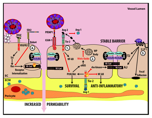 Figure 2. Key molecular pathways that govern endothelial barrier function and may play a role in the endothelial dysfunction occurring during malarial infection. (1) Ang-1 mediated signaling inhibits NFκB, prevents the internalization of VE-Cadherin, promotes nitric oxide formation and promotes endothelial cell survival. Conversely, Ang-2 competes with Ang-1 for Tie2 binding after being released during Weibel–Palade (WP) body exocytosis. Ang-2 antagonizes the effects of Ang-1. (2) Nitric oxide inhibits exocytosis of WP bodies. (3) Sphingosine-1-phosphate (S1P) stabilizes proteins that make up tight junctions, adherens junctions and focal adhesions. (4) Slit-Robo4 signaling promotes VE-cadherin localization to the plasma membrane and inhibits VEGF mediated endocytosis of VE-cadherin. EC, endothelial cell; ECM, extracellular matrix.