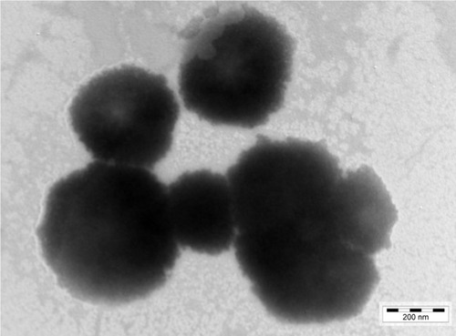 Figure 3 TEM image of the Mt-BH/CS NPs.Abbreviations: BH, betaxolol hydrochloride; CS, chitosan; Mt, montmorillonite; NPs, nanoparticles; TEM, transmission electron microscopy.