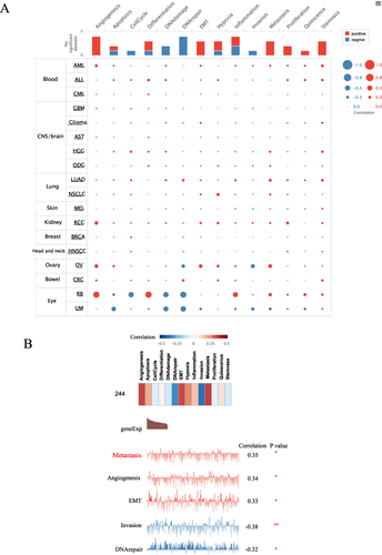 Figure 5 Sing-cell functional analysis of LNPEP using CancerSEA. (A) The functional state of LNPEP across various types of cancer. (B) The LNPEP-related overview of functional states in OV. Red and blue bar represent a positive correlation and a negative correlation, respectively. Significance was set at p<0.05.