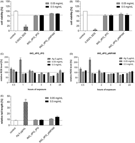 Figure 5. Effect of tNGs on cell viability, intracellular ROS and genotoxicity. NHK were exposed to the indicated tNG concentrations for (A) 24 h or (B) 48 h. A declined formazan formation <75% after MTT exposure indicates cytotoxicity. (C, D) ROS were measured via the Carboxy-H2DCFDA assay and FACS analysis. Cells were incubated with the indicated concentrations (0.05 and 0.5 mg/mL) of tNG_dPG_tPG (C) and tNG_dPG_pNIPAM (D) for a period of 24 h at the indicated time points. Exposure to 5 μg/mL silver nanoparticles served as a positive control. (E) Measurement of DNA damage using the alkaline comet assay. Cells were treated with the indicated tNG concentrations for 24 h. Exposure to 5 μg/mL silver nanoparticles for 24 h served as a positive control. After 24 h, the level of DNA breakage was expressed by the relative tail length. Values are expressed relative to untreated keratinocytes which served for reference (black dotted line). Statistical differences were assessed by one-way ANOVA and Bonferroni’s post analyses (mean ± SEM; n = 3). **p < 0.01 indicates a statistically significant difference compared with control cells.