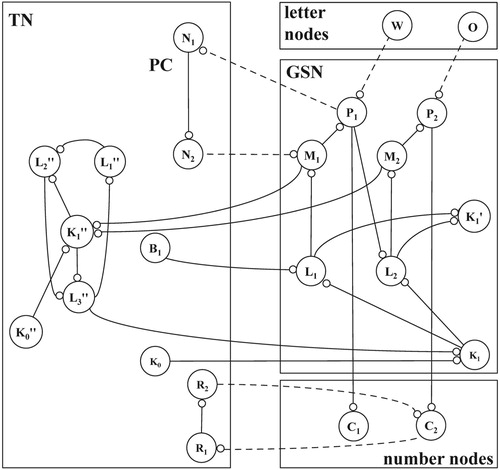 Figure 7. Parts of a conceptual network necessary for letter identification: global sequence network GSN, task network TN with position cycle PC, letter – and number nodes.