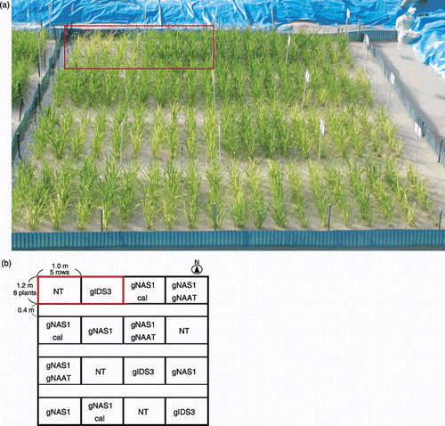 Figure 4  (a) Photograph (42 days after transplanting [DAT]) of the rice lines tested in a paddy field in the quarantine area of the Field Science Center of Tohoku University (Osaki, Miyagi, Japan) (39°N; 141°E) and (b) the field layout. Each population contained five 1.2-m long rows of rice with 20 cm between rows and 15 cm between hills. The box in the upper left indicates the two plots photographed on a number of occasions (Fig. 5). NT, non-transgenic.