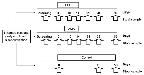 Figure 1. Summary illustration of the study design and stool sample collection timelines. PSP, PolySaccharoPeptide; AMX, Amoxicillin.