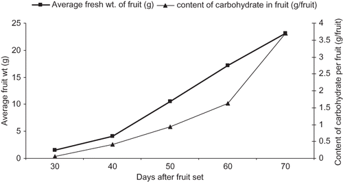FIGURE 1 Pattern of fruit growth and accumulation of carbohydrate in fruit during fruit growth in litchi ‘Shahi’.