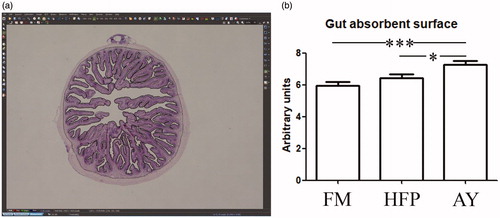 Figure 2. Gut absorbent surface measurement; (a) screenshot obtained from the image processing software where both (i) the epithelial surface of the mucosa along the profile of the villi and (ii) the perimeter along the junction between the inner muscle layer and the mucosa are selected; (b) histogram showing the gut absorbent surface (ii/i) in the experimental groups: asterisks indicate statistical differences (*p < .05; ***p < .001). FM: fishmeal based diet; HFP: hydrolyzed fish protein; AY: autolyzed yeast.