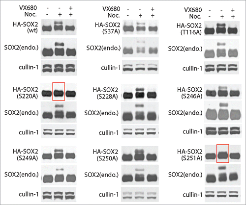 Figure 4. Ser220 and Ser251 are the critical sites for M phase specific modifications of SOX2. PA-1 cells expressing HA tagged wild type or mutants SOX2 (HA-SOX2) were incubated with DMSO or nocodazole for 12 hours to arrest cells at mitosis. VX680 were added (for 30 minutes) for AURKA inhibition. AURKA inhibition can inhibit the mitotic phosphorylation of SOX2. Consistently, mutations on Ser220 and Ser251 can also completely abolish the mitotic phosphorylation of SOX2. For other mutants, including S37A, T116A, S228A, S246A, S249A, and S250A, they did not show any effect on the mitotic phosphorylation of SOX2.