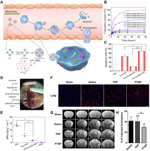 Figure 5 (A) Scheme showing NP targeting of proinflammatory neutrophils to induce their apoptosis for treatment of inflammatory diseases. (B) Cumulative DOX release from DOX-ab-BSA NPs or DOX-hyd-BSA NPs in PBS at pH 7.4, 6.5, or 5.0. (C) Percentage of apoptotic cells analyzed by flow cytometry after HL-60 cells treated with various DOX formulations. (D) Experimental design to examine the benefit of DOX-hyd-BSA NPs in cerebral I/R. OD, optical density. (E) MPO activity in brain damage tissues at 22 h after administration of PBS, free DOX, and DOX-hyd-BSA NPs. Reproduced with permission from Zhang, CY, Dong, XY, Gao, J, Lin, WJ, Liu, Z, Wang, ZJ, Nanoparticle-induced neutrophil apoptosis increases survival in sepsis and alleviates neurological damage in stroke. Sci Adv 2019, 5 (11), eaax7964. Copyright © 2019 The Authors. Creative Commons Attribution Non Commercial License 4.0 (CC BY-NC).Citation83 (F) CLSM images of neutrophil infiltration in ischemic brain regions after treatment with saline, TNPs, and PTNPs. Neutrophils were immunostained with anti-Ly6g antibody (red) and nuclei were stained using DAPI (blue). Scale bar: 50 μm. (G) T2-weighted images of ischemic brains at 24 h in tMCAO mice treated with saline, TNPs, and PTNPs. The black curve indicates the infarct region. (H) Quantification of the infarction volumes in saline-, TNP-, and PTNP-treated tMCAO mice. Error bars indicate SD (n = 5). Reproduced with permission from Tang CM, Wang C, Zhang Y, et al. Recognition, Intervention, and Monitoring of Neutrophils in Acute Ischemic Stroke. Nano Lett 2019, 19 (7), 4470–4477. Copyright μ 2019 American Chemical Society.Citation84 *P < 0.05, and ***P < 0.001.