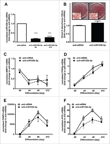 Figure 6. MiR125b-5p downregulation does not affect adipogenesis. (A) MiR125b-5p downregulation efficiency was assessed at day 0 and 12 of adipogenesis (black bars) and compared to pre-ntRNA control (white bar). (B) Oilred-O absorbance was measured at day 12 after adipogenic induction in order to investigate the effect of miR125b-5p on adipogenesis. (C) MMP11 mRNA levels after miR125b-5p (closed circle) downregulation compared to anti-ntRNA (white square) control. (D) PPARg, (E) FABP4, and (F) ATGL mRNA levels after miR125b-5p (closed circle) downregulation compared to an anti-ntRNA (white square) control. For standardization, target gene expression was normalized to the mean of the 2 housekeeping genes: β-actin (ACTB), and TATAbox-binding protein (TBP). *, p < 0.05 **, p < 0.01, ***, p < 0.001.