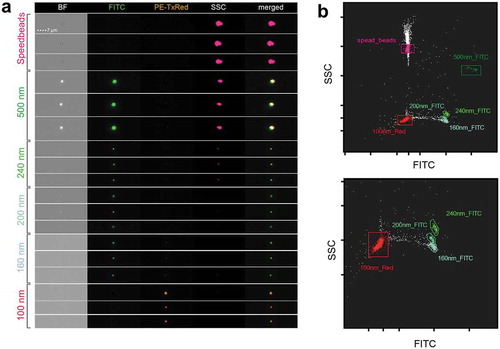 Figure 3. IFCM detects multi-coloured nano-scaled beads. (a) Heterogeneous fluorescent beads were analysed by IFCM. 500, 240, 200 and 160 nm beads can be discriminated through their characteristics in brightfield (BF), fluorescent intensity (FITC/PE) and sideward scatter (SSC). Note that 500 nm beads are visible in BF, SSC and FITC while at 200 nm beads lose their SSC intensity and the BF image is lost at 160 nm. Fluorescence is still detected on 100 nm beads. (b) According to their SSC and GFP intensity, heterogeneous fluorescent beads can be discriminated by IFCM. Speed beads as well as all types of smaller beads can be separated by their fluorescence intensity and SSC intensity. Top, complete dotplot; bottom, zoom-in for better visibility.