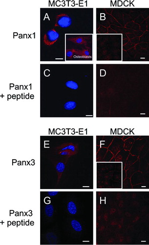 Figure 3 Expression of endogenous Panx1 and Panx3 in cultured cell lines and primary osteoblasts. Immunolabeling of the mouse osteoblast cell line MC3T3-E1 (A, C, E, G; red) for Panx1 or Panx3, or primary osteoblasts for Panx1 (A, insert) revealed that these pannexins were localized to intracellular compartments. Immunolabeling of MDCK cells (B, D, F, H) for Panx1 or Panx3 revealed that these pannexins were evenly distributed at the cell surface in most cells while some cells exhibited a cell surface stitching pattern (B, F, inserts). When the antibodies were premixed with the cognate peptides used to generate the anti-pannexin antibodies, the vast majority of labeling was eliminated (C, D, G, H). Nuclei were stained with Hoechst 33342 (A, C, E, G). Bars = 10 μ m.