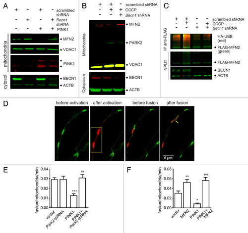 Figure 5. PINK1 overexpression suppresses MFN2-dependent mitochondrial fusions. (A) PC12 cells were transfected with scrambled shRNA or Becn1 shRNA with or without PINK1-expressing plasmid. Transfected cells were selected with G418 for 7 d, after that mitochondria-enriched and cytosolic fractions were prepared. The panel shows that PINK1 overexpression led to MFN2 depletion whereas no depletion was observed when PINK1 was coexpressed with Becn1-shRNA. (B) PC12 cells were transfected with scrambled shRNA or Becn1-shRNA. Transfected cells were selected with G418 for 7 d and then treated with DMSO or 10 µM CCCP for 6 h, after that mitochondria-enriched and cytosolic fractions were prepared. The panel shows that CCCP treatment led to MFN2 loss compared with DMSO-treated cells in scrambled shRNA transfected cells. Becn1-shRNA prevented CCCP-induced MFN2 loss. (C) PC12 cells were transfected with scrambled shRNA or Becn1 shRNA together with FLAG-MFN2 and UBB-HA. Transfected cells were selected with G418 for 7 d and then treated with 10 µM MG132 for 8 h prior to addition of DMSO or 10 µM CCCP for further 2 h incubation. Total cell protein was extracted in denaturating lysis buffer and immunoprecipitated using Rb anti-FLAG. Ubiquitination of MFN2 was detected on immunoblots using goat anti-HA antibodies. The panel shows that CCCP treatment enhanced ubiquitination of MFN2 whereas BECN1 knockdown inhibited the ubiquitination. (D) Primary cortical neurons were transfected with the photoconvertible mitochondria-targeted construct mito-KikGR1. Selected mitochondria were irradiated using a 405-nm laser line (marked with a yellow rectangle) and mito-Kikume-Green was converted into mito-Kikume-Red. Fusion events between mito-Kikume-Green and photoactivated mito-Kikume-Red mitochondria are visible when mitochondria become yellow after mixing of the contents of the red and green mitochondrial matrices (shown with arrow). (E and F) Primary cortical neurons were transfected with a plasmid expressing mito-KikGR1 and empty vector, PINK1, Park2 shRNA or MFN2-expressing plasmids as indicated. Fusion rates were estimated as described in Materials and Methods. (E) PINK1 inhibits the mitochondrial fusion rate in neurons and this effect requires PARK2. (F) The effect of PINK1 disappears in the presence of MFN2 overexpression (P = 0.027 for the interaction, 2-way ANOVA). *P < 0.05, **P < 0.01, and ***P < 0.001 compared with the empty vector and ##P < 0.01 and ###P < 0.001 compared with the PINK1 group.