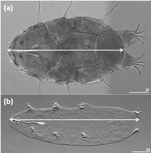 Figure 2. Tardigrada: (a) Testechiniscus spitsbergensis (under PCM); (b) Pilatobius recamieri (under DIC). The main white axis indicates body length used in measurements. The scale bars are in μm.