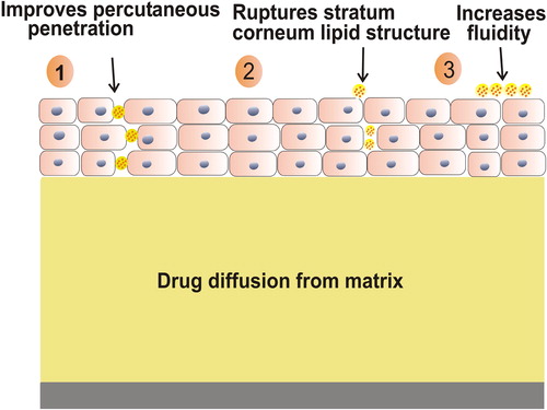 Figure 2. Percutaneous penetration of lipid vesicular carrier.