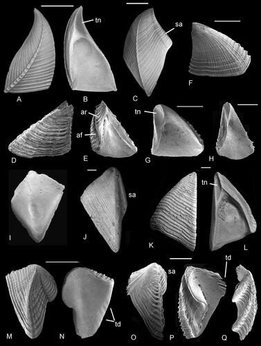 Figure 6. Comparative morphology of terga and scuta. A–C, pycnolepadid Pycnolepas rigida (J. de C. Sowerby, Citation1836), A, B, external and internal views of scutum; C, external view of tergum. F, G, H, M, N, brachylepadid Epibrachylepas newmani Gale in Gale & Sørensen, Citation2014; F, external, G, internal, H, tergal views of scuta, note presence of articular ridge (ar); M, N, external and internal views of terga; insertion sites for tergal depressor muscle indicated. D, E, O–Q, Balanomorph Octomeris brunnea (Darwin, Citation1854); D, external and E, tergal views of scutum, note articular ridge and furrow; O–P, tergum, in O, external, P, internal and Q, scutal views of tergum; note scutal auricle and articular furrow. I–L, brachylepadid Brachylepas guascoi (Bosquet, Citation1854); I, internal and J, external views of terga; K, external and L, internal views of scutum. Abbreviations: af, articular furrow; ar, articular ridge; sa, scutal auricle; td, tergal depressor muscle site; tn, tergal notch. Scale bars equal 5 mm (A–C, I–L), all others 1 mm.