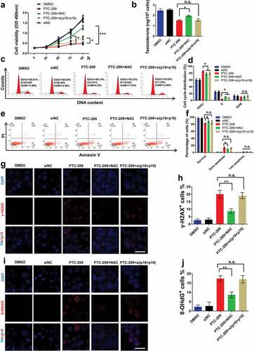 Figure 5. Effects of NAC and p16/p19 silencing in PTC-209-treated MLTC-1 cells. (a) Cell viability in MLTC-1 cells treated with DMSO, negative control siRNA (siNC) 10 μM PTC-209, 500 μM NAC or co-transfection of siRNA against p16 and p19 (50 nM) for the indicated time points. Sample number = 6. (b) Testosterone levels in MLTC-1 cells treated with DMSO, siNC, 10 μM PTC-209, 500 μM NAC or co-transfection of siRNA against p16 and p19 (50 nM) for 96 h. Sample number = 6. (c) Flow cytometry-based PI staining of MLTC-1 cells treated with DMSO, siNC, 10 μM PTC-209, 500 μM NAC or co-transfection of siRNA against p16 and p19 (50 nM) for 96 h. (d) Quantification of c. Sample number = 3. (e) Flow cytometry-based Annexin V-FITC/PI staining of MLTC-1 cells treated with DMSO, siNC, 10 μM PTC-209, 500 μM NAC or co-transfection of siRNA against p16 and p19 (50 nM) for 96 h. (f) Quantification of e. Sample number = 3. (g) Immunostaining of γ-H2AX in MLTC-1 cells treated with DMSO, siNC, 10 μM PTC-209, 500 μM NAC or co-transfection of siRNA against p16 and p19 (50 nM) for 96 h. (h) Quantification of g. Sample number = 3. (i) Immunostaining of 8-OHdG in MLTC-1 cells treated with DMSO, siNC, 10 μM PTC-209, 500 μM NAC or co-transfection of siRNA against p16 and p19 (50 nM) for 96 h. (j) Quantification of i. Sample number = 3. Scale bar: 20 μm. * p < 0.05; **p < 0.01; n.s.: no significance, one-way ANOVA.