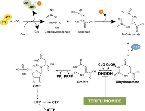 Figure 4 De novo synthesis of pyrimidines: inhibition of dihydroorotate dehydrogenase by teriflunomide.