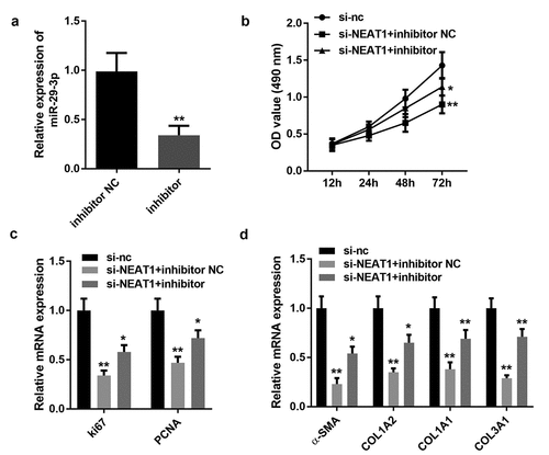 Figure 5. Inhibition of miR-29-3p repressed hypertrophic scar fibroblast proliferation and ECM production