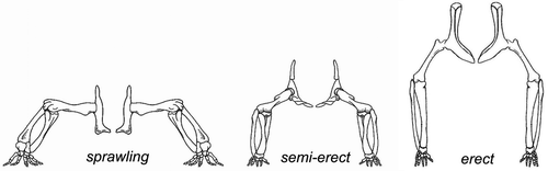 Figure 9. Posture types (adapted from Jenkins Citation1971).