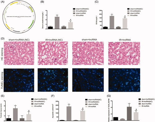 Figure 3. Administration of XLOC_032768 attenuated renal dysfunction, morphological damage, and renal tubular cell apoptosis. (A) Adeno-associated virus (AAV) with XLOC_032768 plasmids were injected via the tail vein followed by ischemia-reperfusion. (B) and (C) Serum samples were evaluated for blood urea nitrogen (BUN) and serum creatinine to indicate the decrease of renal function in cisplatin-treated mice. (D) Renal tissues were collected for HE staining to record tubular injury. (E) TUNEL analysis of renal tubular apoptosis. (F) Semi-quantify tubular damage. (G) Semi-quantify apoptosis. (H) Bar plot showing the RT-qPCR results of XLOC_032768 expression in normal and ischemia-reperfusion samples, respectively. The data is expressed as means ± SD (n = 3). *p < 0.05 vs. sham + lncRNA (NC) group; #p < 0.05 vs. IR + lncRNA (NC) group.