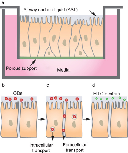 Figure 1. Schematic illustration of the platform used to study the response of the human airway epithelium to nanoparticles. (A) Human airway epithelial cells are grown on an insert such that the apical (top) surface is exposed to air and the basolateral (bottom) surface to media for 6 weeks prior to study to allow the cells to differentiate. The epithelial resistance across the monolayer is determined using a current source. (B) Quantum dots functionalised with positive or negative charge are introduced at the apical surface. (C) QDs can traverse the airway epithelium via paracellular or transcellular pathways. (D After exposures of airway epithelial cells to QDs, cells are washed and then 4 kDa FITC-dextran is placed on the apical surface and incubated for 20 min, after which the basolateral media is sampled to assess FITC concentration as a permeability assessment.