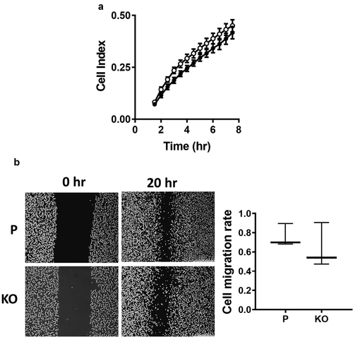 Figure 3. Effect of NAT1 deletion on migration in MDA-MB-231 cells. (a) Real-time measurement of MDA-MB-231 parent parental cells (●) and NAT1 KO cells (〇) migration. (b) Wound healing assay was performed in both parental (p) and NAT1 knockout (KO) cells over 20 hr. Migration was quantified and is expressed as mean with 10–90% range, n = 3