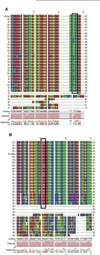 Figure 1 Analysis of T-443C base mutation.