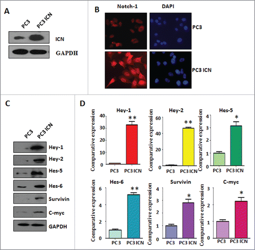 Figure 1. Activation of Notch-1 in PC-3 cells. (A) Western blotting was used to detect the expression of Notch-1 in prostate cancer cells. PC-3 ICN: PC-3 with ICN plasmid transfection. (B) Immunofluorescence was performed in PC-3 cells with ICN transfection. (C) Western blotting analysis was conducted to measure the expression of Notch-1 targets in prostate cancer cells. (D) Real-time RT-PCR was performed to detect the mRNA levels of Notch-1 targets in prostate cancer cells. *P<0.05; **P<0.01 vs PC-3 cells.