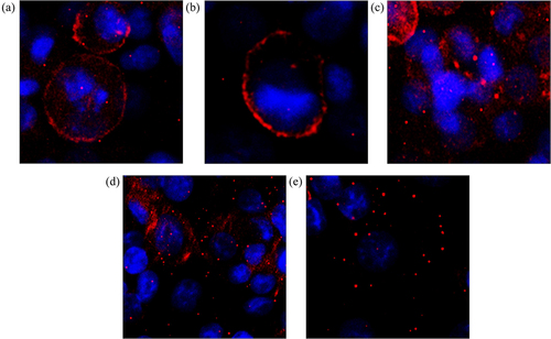 Figure 6. Effect of nimesulide on DR5 clustering. Panc1 cells were treated separately with DMSO (a), TRAIL+DMSO (b), bioymifi (c), nimesulide (d) and nimesulide+TRAIL (e). The next day cells were fixed with 4% paraformaldehyde and then labeled with APC-conjugated anti-DR5 antibody. Cells were mounted with antifade mounting medium with DAPI. Fluorescence images of cells were taken using ImageXpress Pico imaging system.