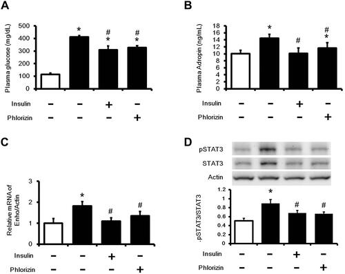 Figure 1 Changes in glucose levels and adropin concentrations in the serum and liver tissues of diabetic rats. STZ rats were treated with insulin (1 IU/kg, i.p.) or phloridzin (1 mg/kg, i.p.) to correct hyperglycemia. After 7 days treatment, (A) The serum glucose levels (B) The concentrations of adropin (C) Enho gene expression in liver tissues (D) pSTAT3/STAT3 expression ratio in liver tissues were measured. The values are expressed as the mean ± SEMs (n=6). *P < 0.05 compared with the normal control group, #P < 0.05 compared with the vehicle-treated diabetic group.