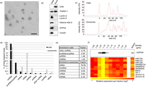 Fig. 1.  General quantitative comparison of small RNAs in cells and exosomes. (a) Exosomes from endothelial cells were isolated by ultracentrifugation and analysed by electron microscopy (scale bar: 250 nm). (b) Assessment of exosome purity by immunoblot for exosome (CD9, flotillin 1), nuclear (lamin A/C and histone H2A.X) and mitochondrial (ATP5A, Tom20) marker proteins. (c) Bioanalyzer messenger RNA and small RNA chips were used to obtain cell (upper panel) and exosome (lower panel) RNA size distribution profiles. (d) Average percentages of mapped reads of the 9 most abundant RNA classes in cells and exosomes ordered by abundance in cells and (e) enrichment factors of these RNAs in either cells or exosomes. (f) Immunoblot for GAPDH and qPCR analysis for selected small RNAs on sucrose density gradient fractions.