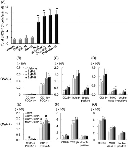 Figure 4. Total cell number and cell surface molecule expression in mediastinal lymph node cells: female offspring. Data is from FACS sorting of cells harvested 24 h after final intratracheal instillation. (A) Total cell number. (B–D) ovalbumin (OVA)(−) groups. (E–G) OVA(+) groups. (B,E) CD11c+PDCA-1+ and CD11c+PDCA-1− cells. (C,F) CD28+, TCRβ+, and CD28+TCRβ+ cells. (D,G) CD86+, MHC Class II+, and MHC Class II+CD86+ cells. Data shown are means ± SEM of 4–8 animals for total cell number or 4 animals for FACS analysis, respectively. *p < 0.05, **p < 0.01 vs. vehicle group, #p < 0.05 vs. OVA group.