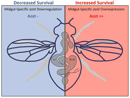 Figure 3. Schematic model comparing survival when modulating Azot expression in organ-specific manner in the EB/EC cells.