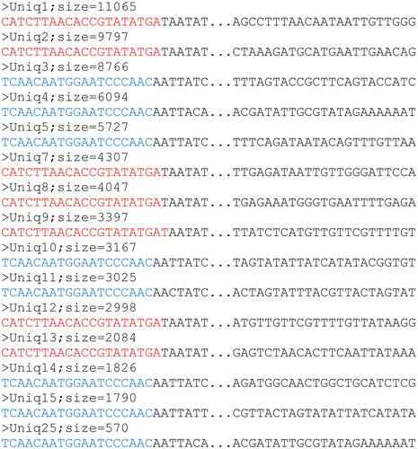 Figure 2. Sequence tags representing the interdelta NGS fingerprint of yeast strain WLP001 obtained with primers delta12 and delta21 shown in blue and red, respectively. The ellipses represent the 150 nucleotides between bases 27 and 177 of the 200 bp sequence tag. The sequence descriptions indicate the rank abundance of each sequence tag as “Uniq” followed by a number corresponding to the rank and the abundance the tag in the collection of amplicon as “size=” followed by a number representing the abundance. The complete sequences are available in Supplementary File 2.