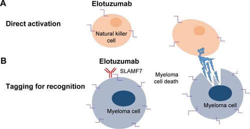 Figure 1 Elotuzumab: proposed mechanism of action in myeloma.