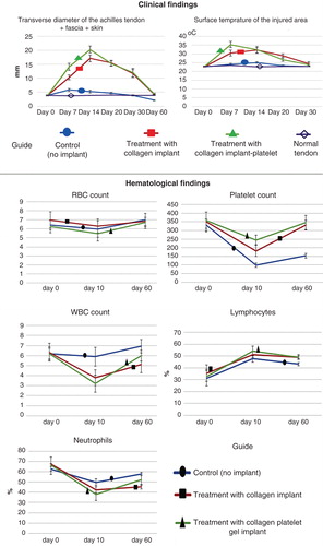 Figure 6. Clinical measurements. Note that the xenogenous-based bovine platelets embedded within the CI significantly increased the TD and ST of the injured area during the first 2 weeks after surgical operation as compared with the controls. These factors then gradually reduced to normal level up to 60 days of tendon injury. Hematological parameters of the injured animals: Note that surgical operation and implantation of the scaffolds did not alter the RBCs. The platelets decreased in all the groups after 10 days of surgical operation but unlike the controls, those animals treated with collagen-platelet implant showed normal platelet level at 60 days post-injury. Implantation of the collagen scaffold and collagen-platelet construct reduced WBCs in the blood of the treated animals compared to the control group at 10 days post-injury but the platelets returned to normal value at 60 days Post-injury. Ten days after tendon injury, the treated animals with collagen-platelet scaffold showed higher lymphocyte and lower neutrophil counts compared to the controls but at 60 days post-injury, the lymphocytes were still lower but the neutrophils increased to normal value.