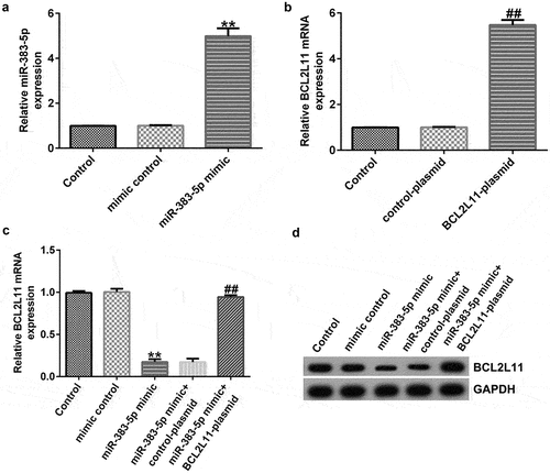 Figure 6. miR-383-5p negatively regulates BCL2L11 expression levels in HUVECs. (a) qRT-PCR assay was used to determine miR-383-5p expression levels when HUVECs were transfected with the miR-383-5p mimic. (b) qRT-PCR assay was used to determine BCL2L11 expression levels when HUVECs were transfected with the BCL2L11-plasmid. (c) qRT-PCR assay was used to determine BCL2L11 expression levels when HUVECs were transfected with the mimic control, miR-383-5p mimic, miR-383-5p mimic + control-plasmid, or miR-383-5p mimic + BCL2L11-plasmid. (d) BCL2L11 expression levels were determine using western blot analysis.
